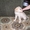 Продам щенка лабрадора-ретривера с отлич.родословной - Изображение #2, Объявление #13676