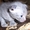Котята украинский левкой (вислоухий сфинкс) - Изображение #1, Объявление #28022