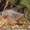 аквариумные рыбки в наличии и под заказ в Саратове - Изображение #2, Объявление #43603