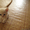 Продаются британские котята (1 месяц) - Изображение #3, Объявление #60289