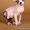 элитные кошки канадского сфинкса - Изображение #1, Объявление #73046