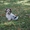  щенки бивер-йорка  - Изображение #3, Объявление #95414