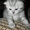 Продаются британские котята!!!!)) - Изображение #2, Объявление #95370