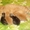 Котята шотланской породы - Изображение #1, Объявление #110457