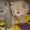 шотландские котята редкого окраса - Изображение #1, Объявление #124985