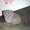 Котята шотландской вислоухой (скотиш-фолды) - Изображение #1, Объявление #126024