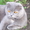 шотландские котята редкого окраса - Изображение #2, Объявление #124985