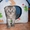 Продаются котята скотиш-фолды - Изображение #1, Объявление #131389
