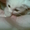 Котёнок белоснежный - Изображение #5, Объявление #138713