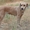 Люси - метим Лабрадора, собака с идеальным характером - Изображение #3, Объявление #143105