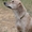Люси - метим Лабрадора, собака с идеальным характером - Изображение #2, Объявление #143105