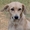 Люси - метим Лабрадора, собака с идеальным характером - Изображение #1, Объявление #143105