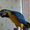 продажа попугая сине-жёлтый ара #194037