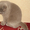 Плюшевые котята - Изображение #3, Объявление #185635