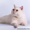 Британские  котята серебристых окрасов - Изображение #2, Объявление #206865