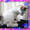 Курильский бобтейл - кошка с заячьим хвостом - Изображение #1, Объявление #194845