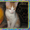 Курильский бобтейл - кошка с заячьим хвостом - Изображение #4, Объявление #194845