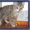 Курильский бобтейл - кошка с заячьим хвостом - Изображение #3, Объявление #194845