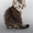 Британские котята рисунчатых окрасов - Изображение #1, Объявление #196922