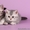 Британские  котята серебристых окрасов - Изображение #1, Объявление #206865