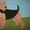 Коврики ручной работы с изображением собак - Изображение #4, Объявление #247302