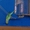 Продам Ожереловый попугай Крамера с клеткой в Саратове  - Изображение #2, Объявление #362670