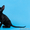 Породистые котята корниш-рекс - Изображение #2, Объявление #382908