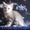  котята породы скоттш-фолд и скоттиш-страйт - Изображение #2, Объявление #374002