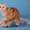 Британские котята - камео - Изображение #3, Объявление #376487