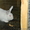 кролики гиганты - Изображение #5, Объявление #417682