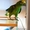 попугай желтолобый амазон - Изображение #2, Объявление #435286
