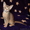 милые абиссинские котята - Изображение #2, Объявление #433246