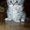 Элитные Шотландские котята - Изображение #1, Объявление #454325