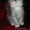 Элитные Шотландские котята - Изображение #5, Объявление #454325