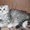 Элитные Шотландские котята - Изображение #6, Объявление #454325