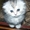 Элитные Шотландские котята - Изображение #7, Объявление #454325