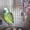 Попугаи ожереловые молодые птенцы - Изображение #2, Объявление #473719