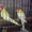 Попугаи ожереловые молодые птенцы - Изображение #6, Объявление #473719
