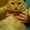 Отдам в добрые ркуи красивого большого рыжего кота #477200