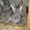 Продажа кроликов порода Фландер. - Изображение #6, Объявление #382084