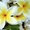 саратовский питомник декоративных растений #503219