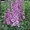 Саратовский питомник растений - Изображение #1, Объявление #525669