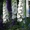 Саратовский питомник растений - Изображение #5, Объявление #525669
