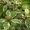 Саратовский питомник растений - Изображение #2, Объявление #525669