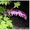 Саратовский питомник растений - Изображение #6, Объявление #525669
