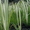 Саратовский питомник растений - Изображение #4, Объявление #525669