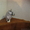 Кошечки и коты канадского сфинкса - Изображение #1, Объявление #522987