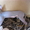 Кошечки и коты канадского сфинкса - Изображение #4, Объявление #522987