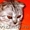  котята скоттиш-фолд - Изображение #2, Объявление #544023
