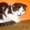  котята скоттиш-фолд #544023